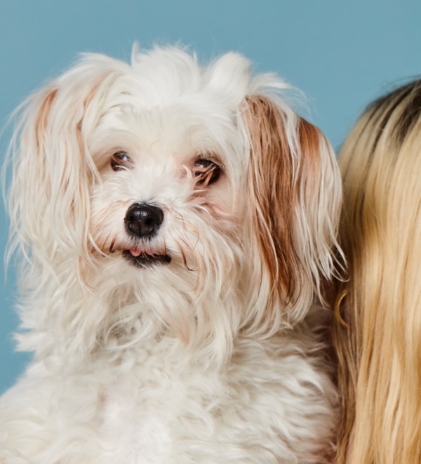 Dog antiseptic cream store pets at home